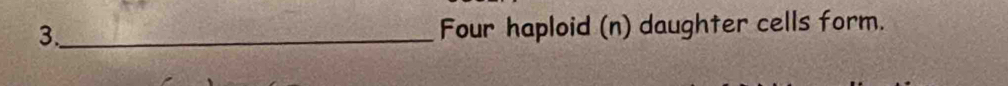 3._ Four haploid (n) daughter cells form.