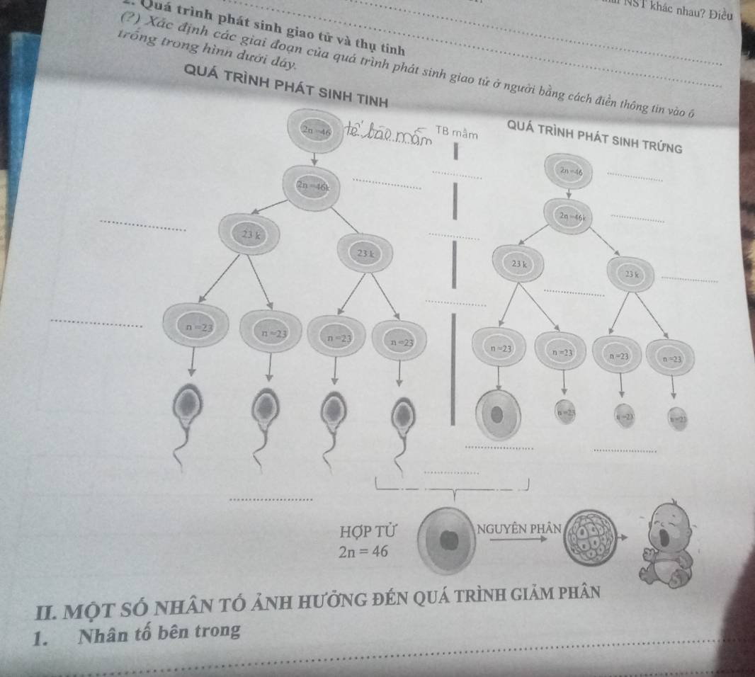 NST khác nhau? Điều
* Quá trình phát sinh giao tử và thụ tinh_
trống trong hình dưới đáy.
_
(?) Xác định các giai đoạn của quá trình phát sinh giao tử ở người bằng c
Quá trình phát sinh
Hợp tử NGUYÊN pHân
2n=46
II. một số nhân tÓ ảnh hưởnG đến quá trình giảm phân
1. Nhân tố bên trong