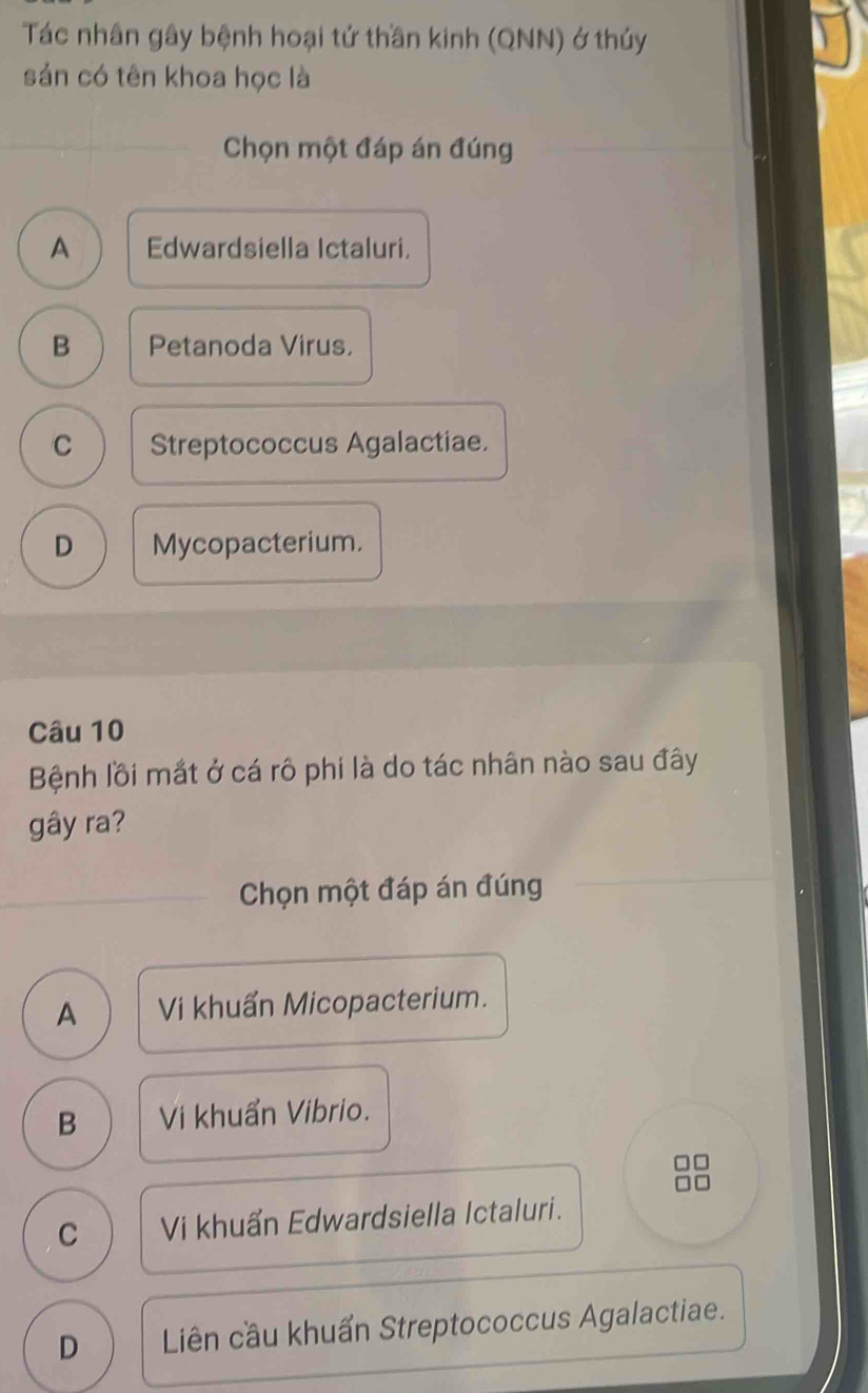 Tác nhân gây bệnh hoại tử thần kinh (QNN) ở thủy
sản có tên khoa học là
Chọn một đáp án đúng
A Edwardsiella Ictaluri.
B Petanoda Virus.
C Streptococcus Agalactiae.
D Mycopacterium.
Câu 10
Bệnh lồi mắt ở cá rô phi là do tác nhân nào sau đây
gây ra?
Chọn một đáp án đúng
A Vi khuẩn Micopacterium.
B Vi khuẩn Vibrio.
C Vi khuẩn Edwardsiella Ictaluri.
D Liên cầu khuẩn Streptococcus Agalactiae.