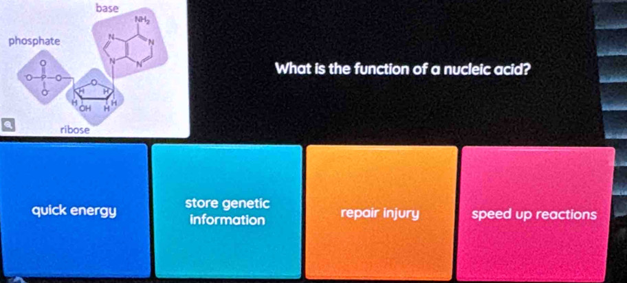 base
What is the function of a nucleic acid?
a
quick energy store genetic repair injury speed up reactions
information