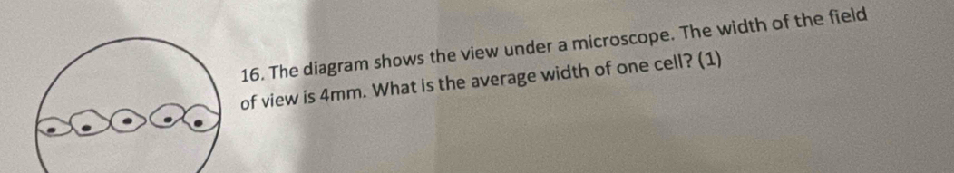 The diagram shows the view under a microscope. The width of the field 
of view is 4mm. What is the average width of one cell? (1)