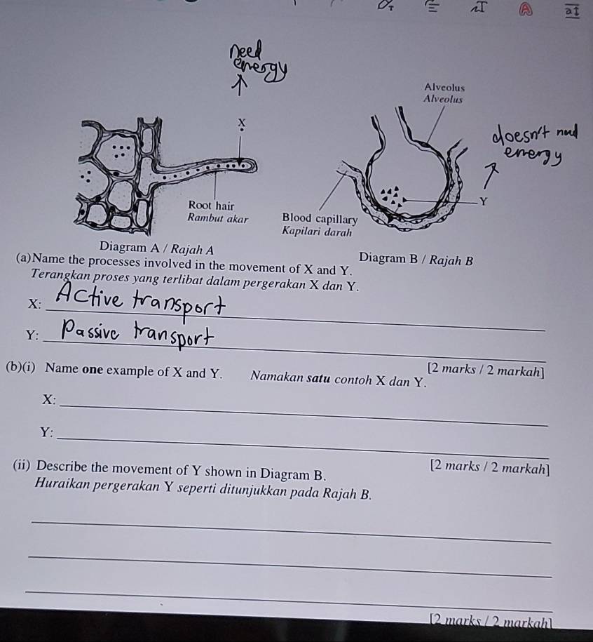 a1 
Diagram B / Rajah B 
(a)Name the processes involved in the movement of X and Y. 
Terangkan proses yang terlibat dalam pergerakan X dan Y.
X : 
_ 
_
Y : 
[2 marks / 2 markah] 
(b)(i) Name one example of X and Y. Namakan satu contoh X dan Y.
X :_ 
_
Y : 
[2 marks / 2 markah] 
(ii) Describe the movement of Y shown in Diagram B. 
Huraikan pergerakan Y seperti ditunjukkan pada Rajah B. 
_ 
_ 
_ 
[2 marks / 2 markah]
