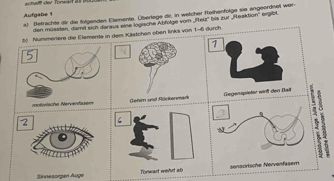 sch afft der Torwart e f o l u 
Aufgabe 1 
a) Betrachte dir die folgenden Elemente. Überlege dir, in welcher Reihenfolge sie angeordnet wer- 
den müssten, damit sich daraus eine logische Abfolge vom „Reiz' bis zur „Reaktion" ergibt. 
b) Nummeriere die Elemente in dem Kästchen oben links von 1-6 durch. 
1 
motorische Nervenfasem Gehim und Rückenmark Gegenspieler wirft den Ball 3 5
Sinnesorgan Auge Torwart wehrt ab