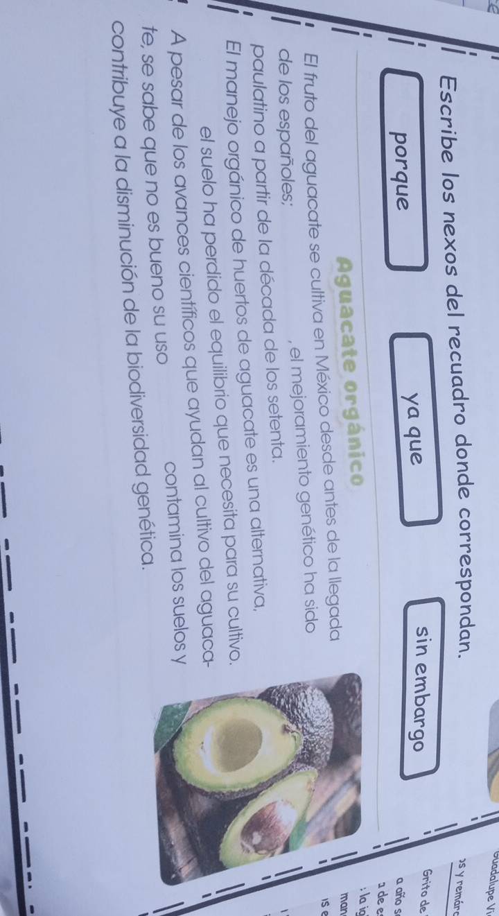 Guadalupe Vi 
Escribe los nexos del recuadro donde correspondan. s y remáro 
porque ya que 
sin embargo 
Grito de 
a año s 
1 de e 
Aguacate orgánico 
la ig 
El fruto del aguacate se cultiva en México desde antes de la llegada 
man 
is e 
de los españoles; , el mejoramiento genético ha sido 
paulatino a partir de la década de los setenta. 
El manejo orgánico de huertos de aguacate es una alternativa, 
el suelo ha perdido el equilibrio que necesita para su cultivo. 
A pesar de los avances científicos que ayudan al cultivo del aguaca 
te, se sabe que no es bueno su uso contamina los suelos y 
contribuye a la disminución de la biodiversidad genética.