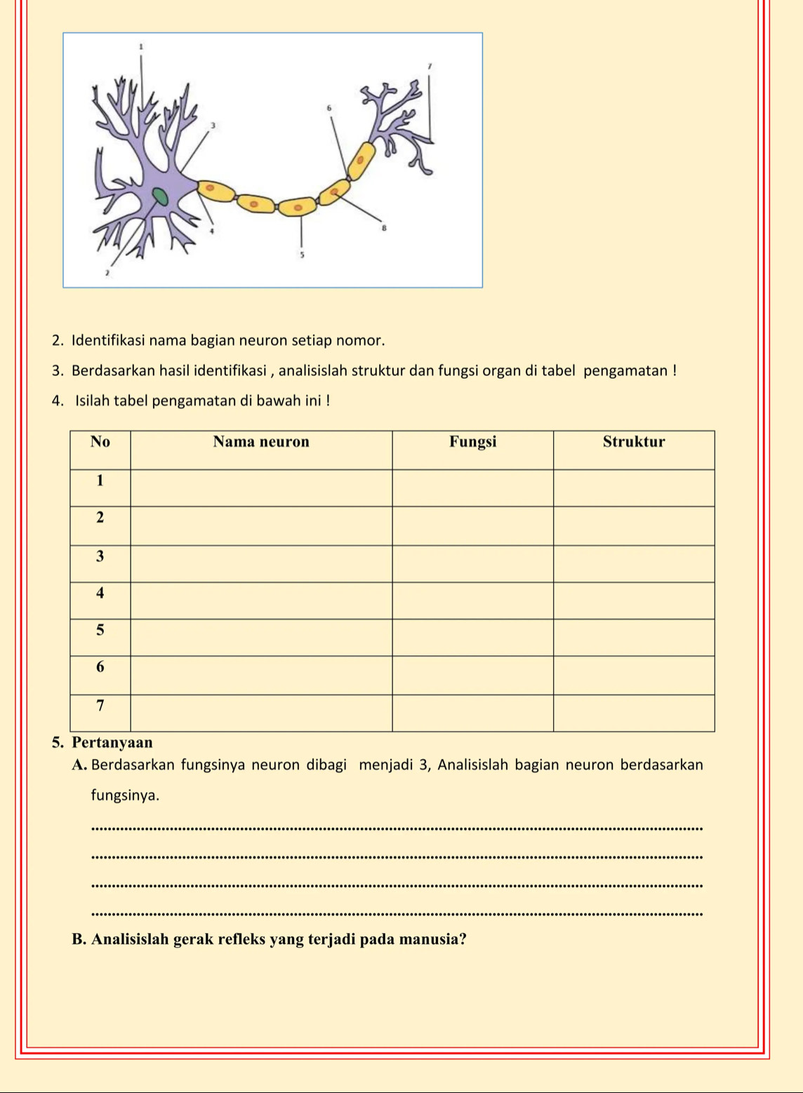 Identifikasi nama bagian neuron setiap nomor. 
3. Berdasarkan hasil identifikasi , analisislah struktur dan fungsi organ di tabel pengamatan ! 
4. Isilah tabel pengamatan di bawah ini ! 
A. Berdasarkan fungsinya neuron dibagi menjadi 3, Analisislah bagian neuron berdasarkan 
fungsinya. 
_ 
_ 
_ 
_ 
B. Analisislah gerak refleks yang terjadi pada manusia?