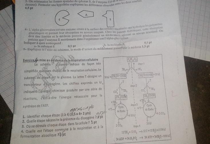 3- On schématise les formes spatiales du substrat S, de l'enzyme E e  de  l  l
0,5 pt dessous). Formuler une hypotlièse expliquant les différenct yme lvces entre les deux courbes
A
4 - L'alpha glucosidase est une enzyme située à la surface des cellules intestinales qui hydrolyse les polymèrgn
glucidiques et permet leur absorption au niveau sanguin. Chez les patients diabétiques, cette absorption
doit être limitée et le médecin prescrit généralement un médicament anissant au niveau intestinal. On
précise que l'enzyme E mentionnée dans l'expérience est l'alpha-glucesidase.
Indiquer à quoi correspond : 0,5 pt
a- le substrat S b- la molécule A 0,5 pt
5- Expliquer à l'aine de schémas, le mode d'action du médiéament preserit par le médecin 1,5 pt
Éxercice   3 e mise en évidence de la respiration cellulaire
Le schéma  ci-contre indique de façon très
simplifiée quelgues étapes de la respiration celiulaire. Le
substrat de départ est le glucose. La lettre T désigne un
transporteur d'hydrogène. Les chiffres exprimés en k
indiquent l'énérgie chimique produite par une série de
réactions, c'est-à-dire l'énergie nécessaire pour la
synthèse de l'ATP. 
1. identifier chaque étape 
2. Quelle étape nécessite la présence du dioxygène ? 1 (1dot a4)(0,5* 4=2 pts)
3. Où se déroule chaque étape dans la cellule ? 1pt
4. Quelle est l'étape commune à la respiration et à l
fermentation alcoolique
34ADP+34H_3PO_4 34ATP+34H_2Q=1100H