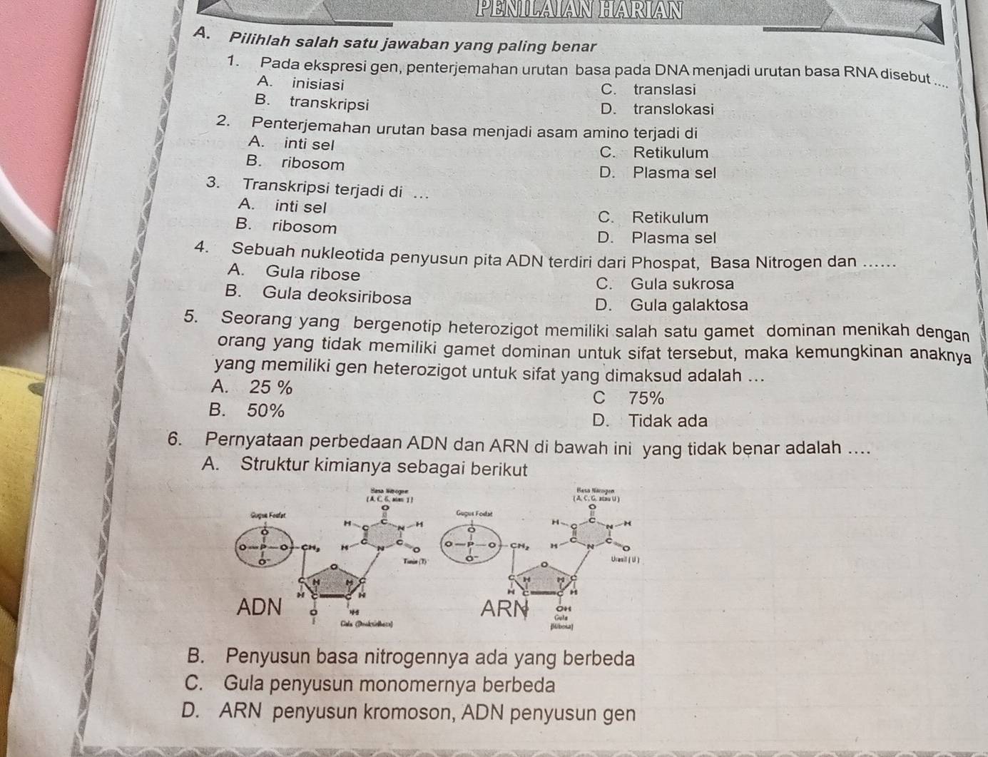 PENILAIAN HARIAN
A. Pilihlah salah satu jawaban yang paling benar
1. Pada ekspresi gen, penterjemahan urutan basa pada DNA menjadi urutan basa RNA disebut ....
A. inisiasi C. translasi
B. transkripsi
D. translokasi
2. Penterjemahan urutan basa menjadi asam amino terjadi di
A. inti sel C. Retikulum
B. ribosom
D. Plasma sel
3. Transkripsi terjadi di …
A. inti sel
C. Retikulum
B. ribosom
D. Plasma sel
4. Sebuah nukleotida penyusun pita ADN terdiri dari Phospat, Basa Nitrogen dan ……_
A. Gula ribose C. Gula sukrosa
B. Gula deoksiribosa
D. Gula galaktosa
5. Seorang yang bergenotip heterozigot memiliki salah satu gamet dominan menikah dengan
orang yang tidak memiliki gamet dominan untuk sifat tersebut, maka kemungkinan anaknya
yang memiliki gen heterozigot untuk sifat yang dimaksud adalah ...
A. 25 %
C 75%
B. 50%
D. Tidak ada
6. Pernyataan perbedaan ADN dan ARN di bawah ini yang tidak benar adalah ..
A. Struktur kimianya sebagai berikut

B. Penyusun basa nitrogennya ada yang berbeda
C. Gula penyusun monomernya berbeda
D. ARN penyusun kromoson, ADN penyusun gen