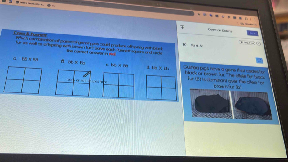 Horme Accea Cae
Question Details b 
Cross & Punnett; Which combination of parental genotypes could produce offspring with black
* stequired
10. Part A:
fur as well as offspring with brown fur? Solve each Punnett square and circle
the correct answer in rad.
a BB* BB B Bb* Bb c. bb* BB d. bb* bb Guinea pigs have a gene that codes for
black or brown fur. The allele for black
fur (B) is dominant over the allele for
Drav or add images here 
brown fur (b)