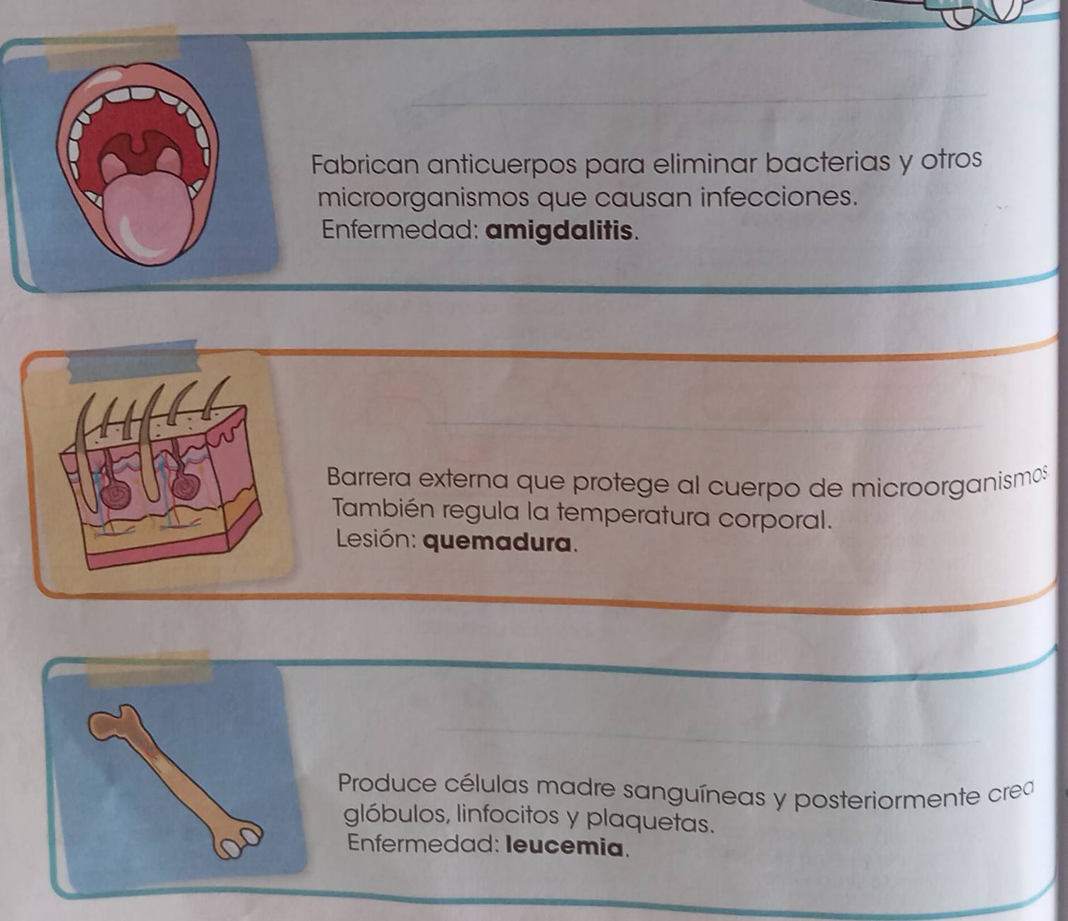 Fabrican anticuerpos para eliminar bacterias y otros 
microorganismos que causan infecciones. 
Enfermedad: amigdalitis. 
Barrera externa que protege al cuerpo de microorganismos 
También regula la temperatura corporal. 
Lesión: quemadura. 
Produce células madre sanguíneas y posteriormente crea 
glóbulos, linfocitos y plaquetas. 
Enfermedad: Ieucemia.