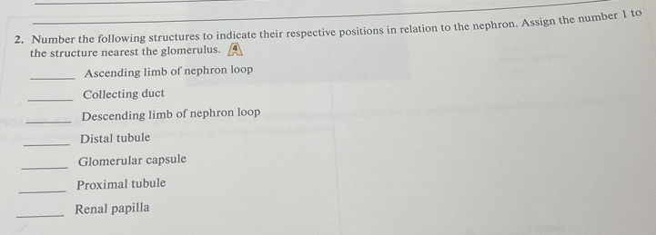 Number the following structures to indicate their respective positions in relation to the nephron. Assign the number 1 to 
the structure nearest the glomerulus. 
_Ascending limb of nephron loop 
_Collecting duct 
_ 
Descending limb of nephron loop 
_ 
Distal tubule 
_ 
Glomerular capsule 
_ 
Proximal tubule 
_Renal papilla