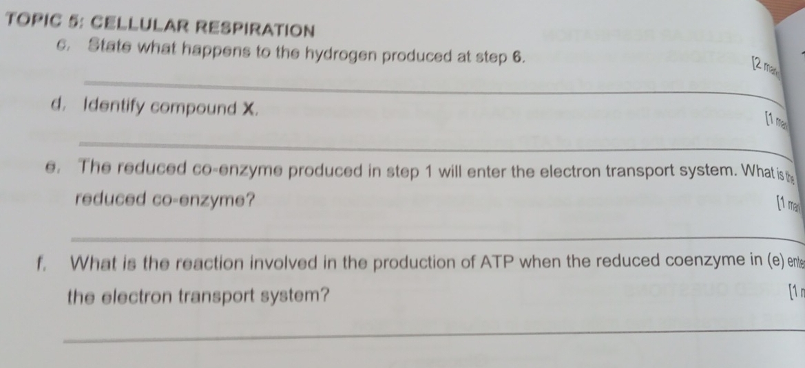 TOPIC 5: CELLULAR RESPIRATION 
c. State what happens to the hydrogen produced at step 6. 
_ 
[2 man 
d. Identify compound X. 
[1 ma 
_ 
e. The reduced co-enzyme produced in step 1 will enter the electron transport system. What is th 
reduced co-enzyme? 
[1 ma 
_ 
f. What is the reaction involved in the production of ATP when the reduced coenzyme in (e) ent 
the electron transport system? [1 n 
_