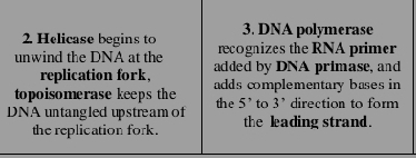 Helicase begins to 3. DNA polymerase 
unwind the DNA at the recognizes the RNA primer 
replication fork, added by DNA primase, and 
topoisomerase keeps the adds complementary bases in 
to 3^, direction to form 
DNA untangled upstream of the 5^(^,) the leading strand. 
the replication fork .