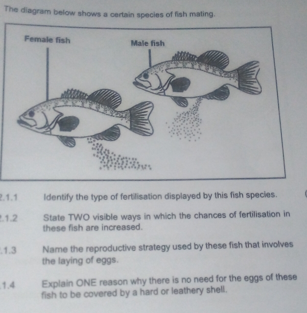 The diagram below shows a certain species of fish mating. 
2.1.1 Identify the type of fertilisation displayed by this fish species. 
.1.2 State TWO visible ways in which the chances of fertilisation in 
these fish are increased. 
.1.3 Name the reproductive strategy used by these fish that involves 
the laying of eggs. 
.1.4 Explain ONE reason why there is no need for the eggs of these 
fish to be covered by a hard or leathery shell.