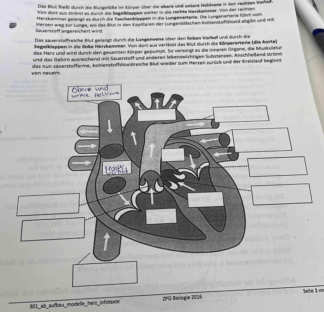 Das Blut fließt durch die Blutgefäße im Körper über die obere und untere Hohlvene in den rechten Vorhof. 
Von dort aus strömt es durch die Segelklappen weiter in die rechte Herzkammer. Von der rechten 
Herzkammer gelangt es durch die Taschenklappen in die Lungenarterie. Die Lungenarterie führt vom 
a Herzen weg zur Lunge, wo das Blut in den Kapillaren der Lungenbläschen Kohlenstoffdioxid abgibt und mit 
Sauerstoff angereichert wird. 
Das sauerstoffreiche Blut gelangt durch die Lungenvene über den linken Vorhof und durch die 
Segelklappen in die linke Herzkammer. Von dort aus verlässt das Blut durch die Körperarterie (die Aorta) 
das Herz und wird durch den gesamten Körper gepumpt. So versorgt es die inneren Organe, die Muskulatur 
und das Gehirn ausreichend mit Sauerstoff und anderen lebenswichtigen Substanzen. Anschließend strömt 
das nun sauerstoffarme, kohlenstoffdioxidreiche Blut wieder zum Herzen zurück und der Kreislauf beginnt 
von neuem. 
Seite 1 vo 
301_ab_auf bau_ modelle_herz_ in fotexte ZPG Biologie 2016