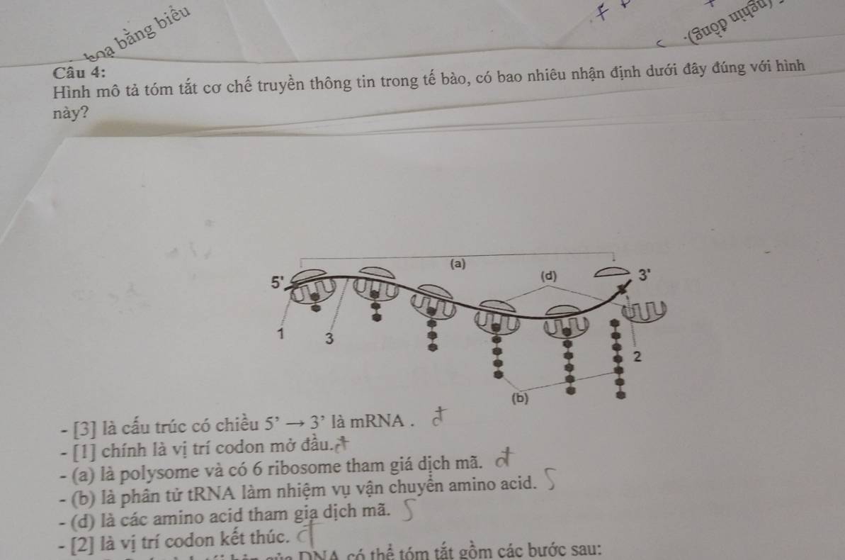 < ·(❸uǫp ųυ)
b  ạ bằng biểu
Câu 4:
Hình mô tả tóm tắt cơ chế truyền thông tin trong tế bào, có bao nhiêu nhận định dưới đây đúng với hình
này?
 - [3] là cấu trúc có chiều 5^, → 3' là mRNA .
- [1] chính là vị trí codon mở đầu.
- (a) là polysome và có 6 ribosome tham giá dịch mã.
- (b) là phân tử tRNA làm nhiệm vụ vận chuyển amino acid.
- (d) là các amino acid tham giạa dịch mã.
- [2] là vị trí codon kết thúc.
DNA có thể tóm tắt gồm các bước sau: