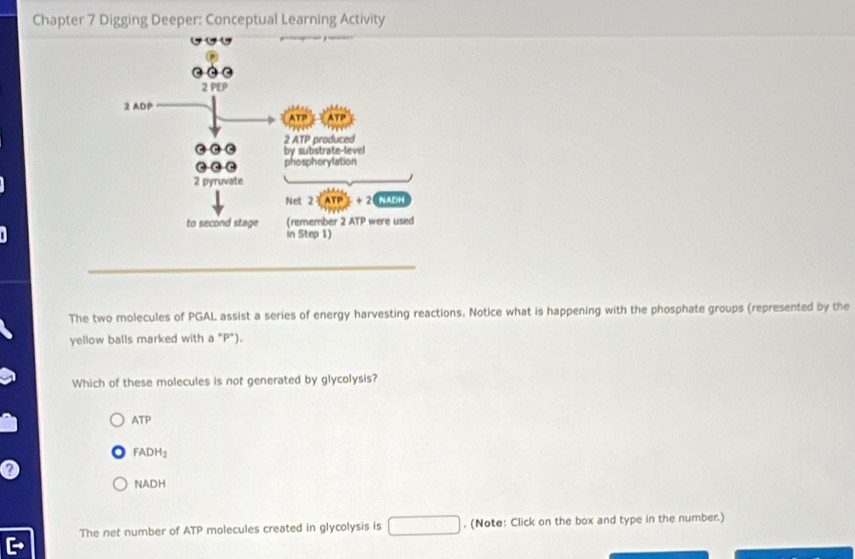 Chapter 7 Digging Deeper: Conceptual Learning Activity
The two molecules of PGAL assist a series of energy harvesting reactions. Notice what is happening with the phosphate groups (represented by the
yellow balls marked with a "P").
Which of these molecules is not generated by glycolysis?
ATP
FADH_2
NADH
The net number of ATP molecules created in glycolysis is □. (Note: Click on the box and type in the number.)