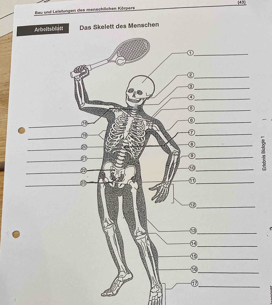 (43) 
Bau und Leistungen des menschlichen Körpers 
Das Skelett des Menschen 
;