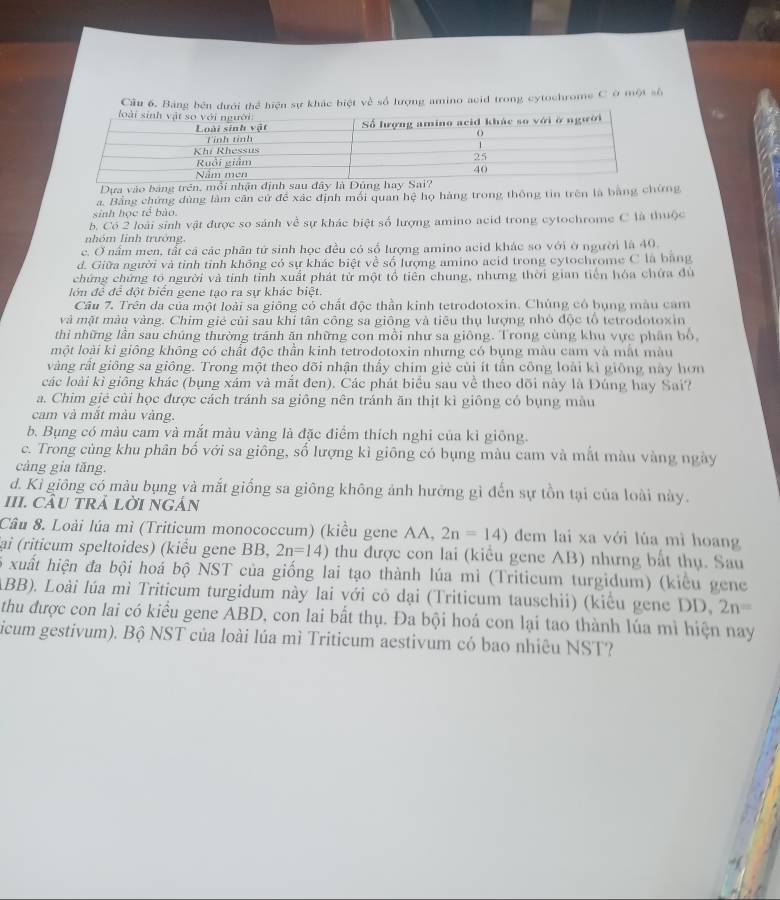 Cầu 6, Bảng bên dưới thể hiện sự khác biệt về số lượng amino acid trong cytochrome C ở một số
Dựa vào bảng trên, mỗi nhận định sau đây là Dũng hay Sai?
a. Bằng chứng dùng làm căn cử để xác định mối quan hệ họ hàng trong thông tin trên là bằng chứng
sinh học Ic^2 bào
b. Có 2 loài sinh vật được so sánh về sự khác biệt số lượng amino acid trong cytochrome C là thuộc
nhóm linh trưởng,
c. O nấm men, tất cá các phân tử sinh học đều có số lượng amino acid khác so với ở người là 40.
d. Giữa người và tỉnh tỉnh không có sự khác biệt về số lượng amino acid trong cytochrome C là bằng
chứng chứng tổ người và tinh tinh xuất phát từ một tổ tiên chung, nhưng thời gian tiến hóa chứa đủ
lớn đề đề đột biển gene tạo ra sự khác biệt.
Câu 7. Trên đa của một loài sa giống có chất độc thần kinh tetrodotoxin. Chúng có bụng màu cam
và mặt màu vàng. Chim gié củi sau khi tân công sa giông và tiêu thụ lượng nhỏ độc tổ tetrodotoxin
thì những lần sau chúng thường tránh ăn những con mồi như sa giông. Trong cùng khu vực phân bổ,
một loài kỉ giông không có chất độc thần kinh tetrodotoxin nhưng có bụng màu cam và mắt màu
vàng rất giống sa giông. Trong một theo dõi nhận thấy chim giè củi ít tấn công loài kì giống này hơn
các loài kỉ giông khác (bụng xám và mắt đen). Các phát biểu sau về theo dõi này là Đúng hay Sai?
a. Chim gié củi học được cách tránh sa giông nên tránh ăn thịt kì giông có bụng màu
cam và mất màu vàng.
b. Bụng có màu cam và mắt màu vàng là đặc điểm thích nghi của kỉ giống.
c. Trong cùng khu phân bố với sa giông, số lượng kì giông có bụng màu cam và mắt màu vàng ngày
càng gia tăng.
d. Kì giông có màu bụng yà mắt giống sa giông không ảnh hưởng gì đến sự tồn tại của loài này.
III. CÂU tRả lời ngán
Câu 8. Loài lúa mì (Triticum monococcum) (kiều gene AA, 2n=14) dem lai xa với lúa mì hoang
ại (riticum speltoides) (kiểu gene BB, 2n=14) thu được con lai (kiểu gene AB) nhưng bất thụ. Sau
xuất hiện đa bội hoá bộ NST của giống lai tạo thành lúa mì (Triticum turgidum) (kiểu gene
ABB). Loài lúa mì Triticum turgidum này lai với cỏ dại (Triticum tauschii) (kiểu gene DD, 2n=
thu được con lai có kiểu gene ABD, con lai bất thụ. Đa bội hoá con lại tao thành lúa mì hiện nay
icum gestivum). Bộ NST của loài lúa mì Triticum aestivum có bao nhiêu NST?