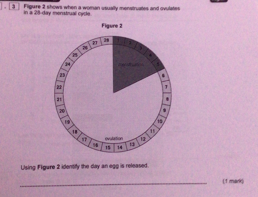 Figure 2 shows when a woman usually menstruates and ovulates 
in a 28-day menstrual cycle. 
Using Figure 2 identify the day an egg is released. 
_(1 mark)