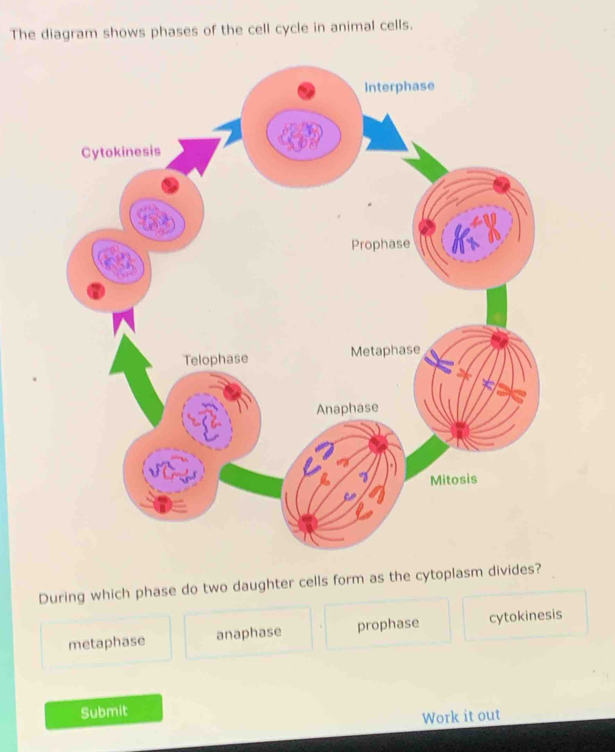 Solved: The diagram shows phases of the cell cycle in animal cells ...