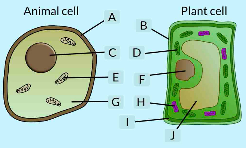 Plant cell