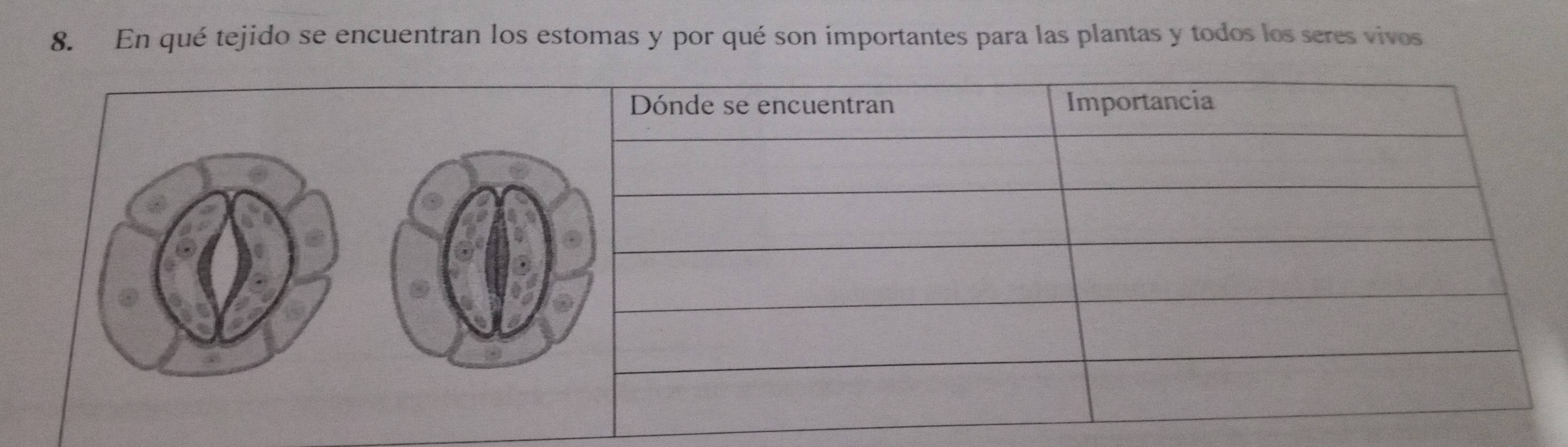 En qué tejido se encuentran los estomas y por qué son importantes para las plantas y todos los seres vivos