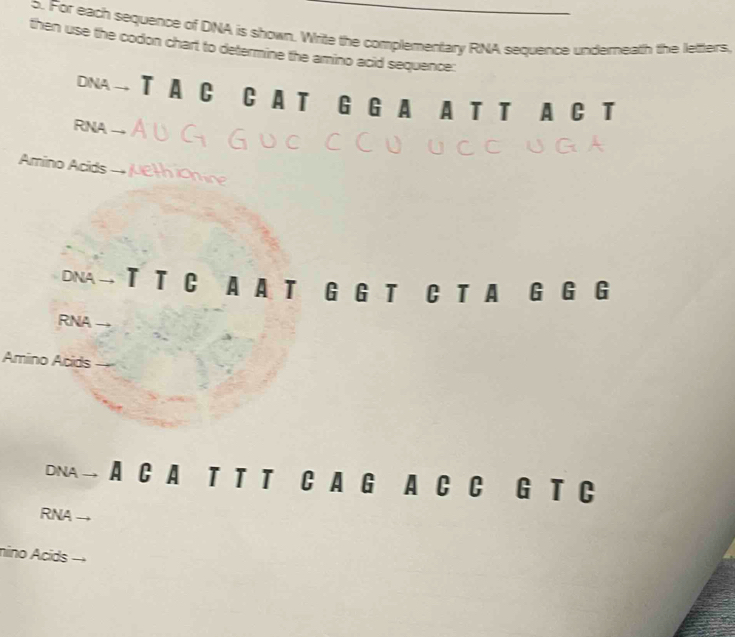 For each sequence of DNA is shown. Write the complementary RNA sequence underneath the letters, 
then use the codon chart to determine the amino acid sequence: 
DNA T A C C A T G G A A T T A C T 
RNA → 
Amino Acids 
DNA → T T C A A T G G T C T A G G G 
RNA 
Amino Acids 
DNA → A C A T T T C A G A C C G T C 
RNA I 
nino Acids