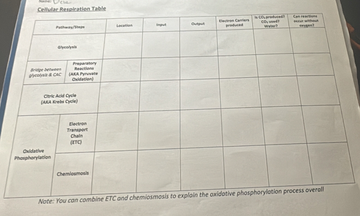 Namme: 
Cellular Respiration Table