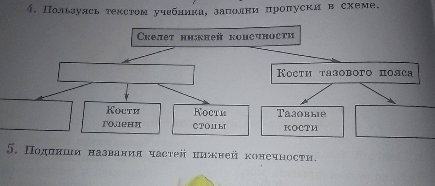 Пользулсь текстом учебника, заπолнипропуски в схеме. 
Скелет нижней конечности 
Кости тазового пояса 
Kocth Koctи Taзоbыie 
голени CTOILI KOCTM 
5. Подπινиши названия частей нижней конечности.