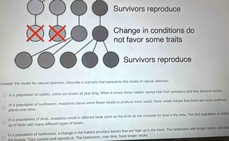 Survivors reproduce
Change in conditions do
not favor some traits
Survivors reproduce
Consider the model for natural selection. Describe a scenario that represents this model of natural selection.
In a population of rabbits, some are brown all year long. When it snows these rabbits cannot hide from predators and they become extinct.
In a population of sunflowers, mutations cause some flower heads to produce more seeds. More seeds means that there are more sunflower
plants over time.
In a populations of birds, mutations result in different beak sizes so the birds do not compete for food in the area. The bird population is made
up of birds with many different types of beaks.
In a population of herbivores, a change in the habitat provides leaves that are high up in the trees. The herbivores with longer necks can 
the leaves. They survive and reproduce. The herbivores, over time, have longer necks.