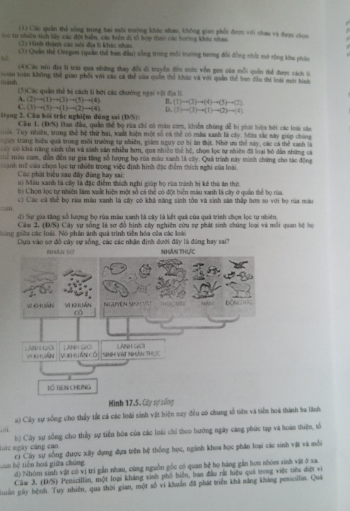 (1) Các quản thể sông trong hai môi trường khác nhau, không giao phối được với nhau và được chọn
oc tự nhiên tích Ny các đột biện, các biến đị tổ hợp theo các hướng khác nhau.
(2) Hinh thành các nổi địa ti khác nhau
(3) Quân thể Oregon (quân thể ban đầu) sống trong môi trường tương đổi đồng nhất mở rộng khu phần
bà
(4)Các nói địa li trài qua những thay đổi di truyền đến mức vốn gen của mỗi quản thể được cách li
Hoàn toàn không thể giao phối với các cá thể của quân thể khác và với quản thể ban đầu thi loài mới hình
zhành
(5)Các quân thể bị cách li bởi các chướng ngại vật địa lí.
A. (2)to (1)to (3)to (5)to (4) B. (1)to (3)to (4)to (5)to (2)
C. (3)to (5)to (1)to (2)to (4) D. (5)to (3)to (1)to (2)to (4)
Dạng 2. Câu hỏi trấc nghiệm đúng sai (D/S):
Câu 1. (Đ/S) Ban đầu, quản thể bọ rùa chỉ có màu cam, khiển chúng đễ bị phát hiện bởi các loài săn
mới. Tuy nhiên, trong thể hệ thứ hai, xuất hiện một số cá thể có màu xanh lá cây. Màu sắc này giúp chúng
guy trang hiệu quả trong môi trường tự nhiên, giám nguy cơ bị ăn thịt. Nhờ ưu thẻ này, các cá thể xanh là
cay có khá năng sinh tôn và sinh săn nhiều hơn, qua nhiều thể hệ, chọn lọc tự nhiên đã loại bó dân những cá
mể máu cam, dẫn đến sự gia tăng số lượng bọ rùa màu xanh là cây. Quá trình này minh chứng cho tác động
manh mẽ của chọn lọc tự nhiên trong việc định hình đặc điểm thích nghi của loài.
Các phát biểu sau đây đúng hay sai:
a) Màu xanh là cây là đặc điểm thích nghi giúp bọ rùa tránh bị kẻ thù ăn thịt.
b) Chọn lọc tự nhiên làm xuất hiện một số cả thể có đột biển màu xanh lá cây ở quản thể bọ rùa.
c) Các cá thể bọ rùa màu xanh là cây có khả năng sinh tồn và sinh sản thập hơn so với bọ rùa màu
cum.
d) Sự gia tăng số lượng bọ rùa màu xanh lá cây là kết quá của quá trình chọn lọc tự nhiên.
Câu 2. (Đ/S) Cây sự sống là sơ đồ hình cây nghiên cứu sự phát sinh chủng loại và mối quan hệ họ
háng giữa các loài. Nó phân ánh quá trình tiền hóa của các loài
Dựa vào sơ đồ cây sự sống, các các nhận định dưới đây là đúng hay sai?
Hình 17.5. Cây sự sống
a) Cây sự sống cho thấy tất cá các loài sinh vật hiện nay đều có chung tổ tiên và tiến hoá thành ba lãnh
.oi.
b) Cây sự sống cho thầy sự tiến hóa của các loài chỉ theo hướng ngày cáng phức tạp và hoán thiện, tổ
nức ngày cảng cao.
c) Cây sự sống được xây dựng dựa trên hệ thống học, ngành khoa học phân loại các sinh vật và môi
tan hệ tiên hoá giữa chúng
d) Nhóm sinh vật có vị trí gần nhau, cùng nguồn gốc có quan hệ họ hàng gắn hơn nhóm sinh vật ở xa.
Câu 3. (D/S) Penicillin, một loại kháng sinh phố biên, ban đầu rất hiệu quả trong việc tiêu điệt vi
huân gáy bệnh. Tuy nhiên, qua thời gian, một số vi khuẩn đã phát triển khả năng kháng penicillin. Quảá