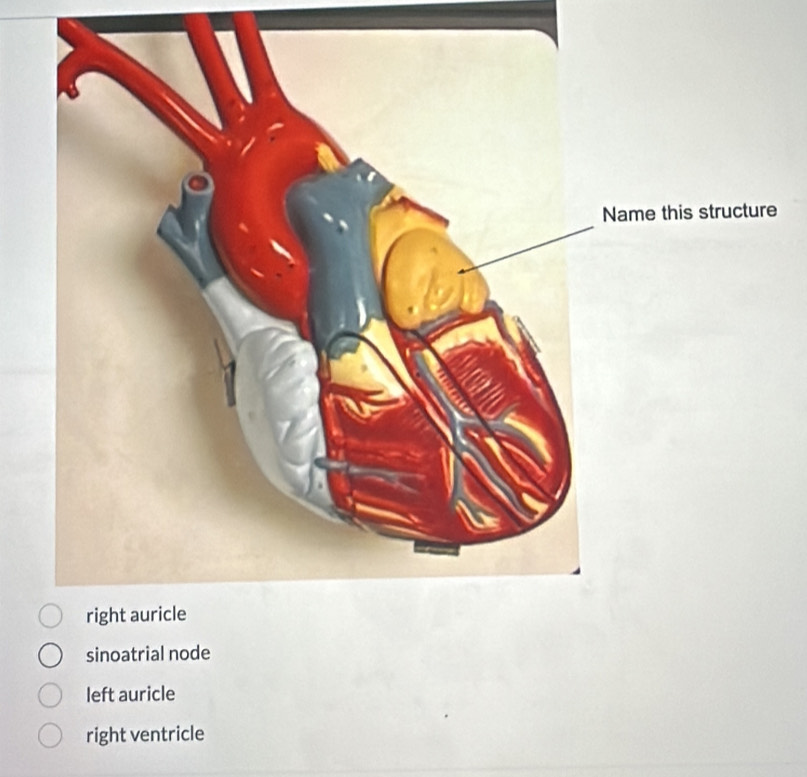 sinoatrial node
left auricle
right ventricle