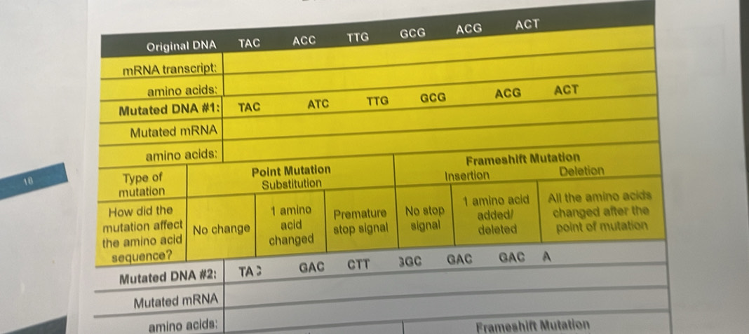 amino acids: Frameshift Mutation