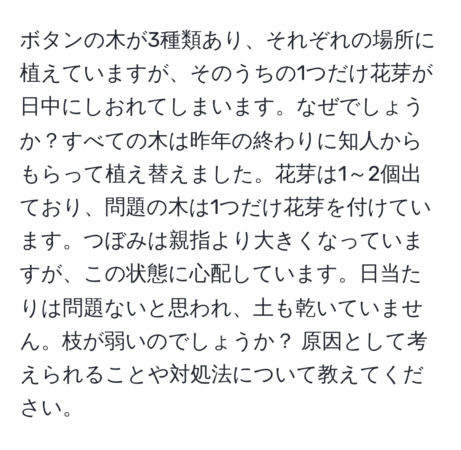 ボタンの木が3種類あり、それぞれの場所に植えていますが、そのうちの1つだけ花芽が日中にしおれてしまいます。なぜでしょうか？すべての木は昨年の終わりに知人からもらって植え替えました。花芽は1～2個出ており、問題の木は1つだけ花芽を付けています。つぼみは親指より大きくなっていますが、この状態に心配しています。日当たりは問題ないと思われ、土も乾いていません。枝が弱いのでしょうか？ 原因として考えられることや対処法について教えてください。