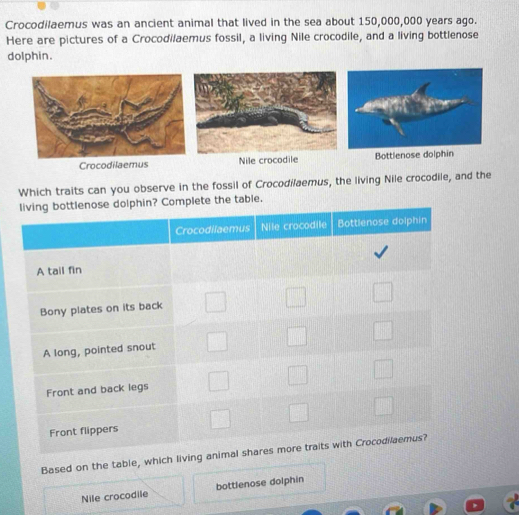 Crocodilaemus was an ancient animal that lived in the sea about 150,000,000 years ago.
Here are pictures of a Crocodilaemus fossil, a living Nile crocodile, and a living bottlenose
dolphin.
Crocodilaemus Nile crocodile Bottlenose dolphin
Which traits can you observe in the fossil of Crocodilaemus, the living Nile crocodile, and the
table.
Based on the table, which living an
Nile crocodile bottlenose dolphin