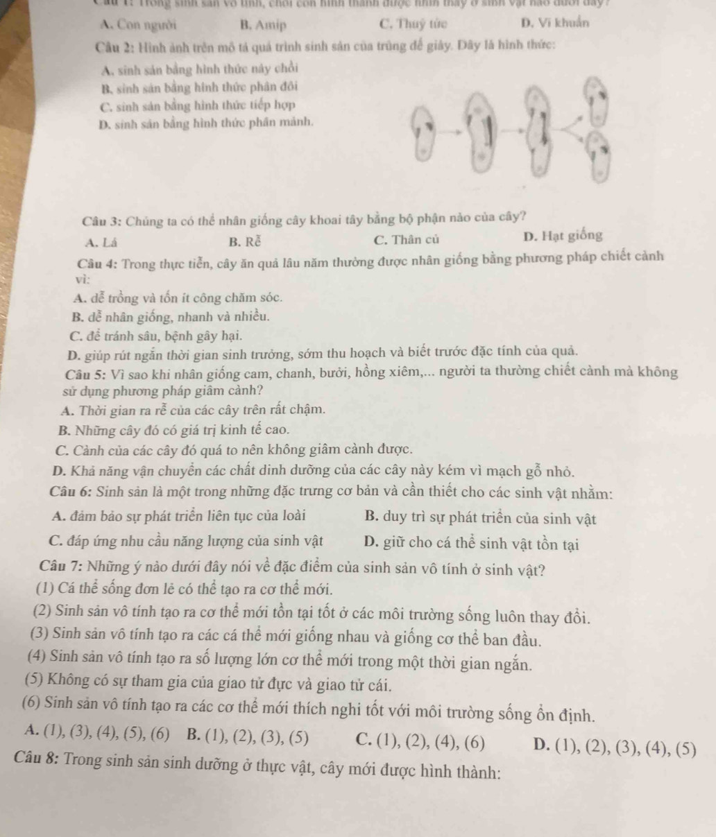 ad t. Trong sinh san vô tíỉnh, chơi con hình thành được nhìn tay ở sinh vật nao đưới day?
A. Con người B. Amip C. Thuỷ tức D. Vi khuẩn
Câu 2: Hình ảnh trên mô tả quả trình sinh sản của trùng đế giảy. Dây là hình thức:
A. sinh sản bằng hình thức này chồi
B. sinh sản bằng hình thức phân đôi
C. sinh sản bằng hình thức tiếp hợp
D. sinh sản bằng hình thức phần mảnh.
Câu 3: Chúng ta có thể nhân giống cây khoai tây bằng bộ phận nào của cây?
A. Lá B. Rễ C. Thân củ D. Hạt giống
Câu 4: Trong thực tiễn, cây ăn quả lâu năm thường được nhân giống bằng phương pháp chiết cảnh
vì:
A. dễ trồng và tốn ít công chăm sóc.
B. dễ nhân giống, nhanh và nhiều.
C. để tránh sâu, bệnh gây hại.
D. giúp rút ngắn thời gian sinh trưởng, sớm thu hoạch và biết trước đặc tính của quả.
Câu 5: Vì sao khi nhân giống cam, chanh, bưởi, hồng xiêm,... người ta thường chiết cành mà không
sử dụng phương pháp giâm cảnh?
A. Thời gian ra rễ của các cây trên rất chậm.
B. Những cây đó có giá trị kinh tế cao.
C. Cành của các cây đó quá to nên không giâm cành được.
D. Khả năng vận chuyển các chất dinh dưỡng của các cây này kém vì mạch gỗ nhỏ.
Cầu 6: Sinh sản là một trong những đặc trưng cơ bản và cần thiết cho các sinh vật nhằm:
A. đảm bảo sự phát triển liên tục của loài B. duy trì sự phát triển của sinh vật
C. đáp ứng nhu cầu năng lượng của sinh vật D. giữ cho cá thể sinh vật tồn tại
Câu 7: Những ý nào dưới đây nói về đặc điểm của sinh sản vô tính ở sinh vật?
(1) Cá thể sống đơn lẻ có thể tạo ra cơ thể mới.
(2) Sinh sản vô tính tạo ra cơ thể mới tồn tại tốt ở các môi trường sống luôn thay đổi.
(3) Sinh sản vô tính tạo ra các cá thể mới giống nhau và giống cơ thể ban đầu.
(4) Sinh sản vô tính tạo ra số lượng lớn cơ thể mới trong một thời gian ngắn.
(5) Không có sự tham gia của giao tử đực và giao tử cái.
(6) Sinh sản vô tính tạo ra các cơ thể mới thích nghi tốt với môi trường sống ổn định.
A. (1), (3), (4), (5), (6) B. (1), (2), (3), (5) C. (1), (2), (4), (6) D. (1), (2), (3), (4), (5)
Câu 8: Trong sinh sản sinh dưỡng ở thực vật, cây mới được hình thành: