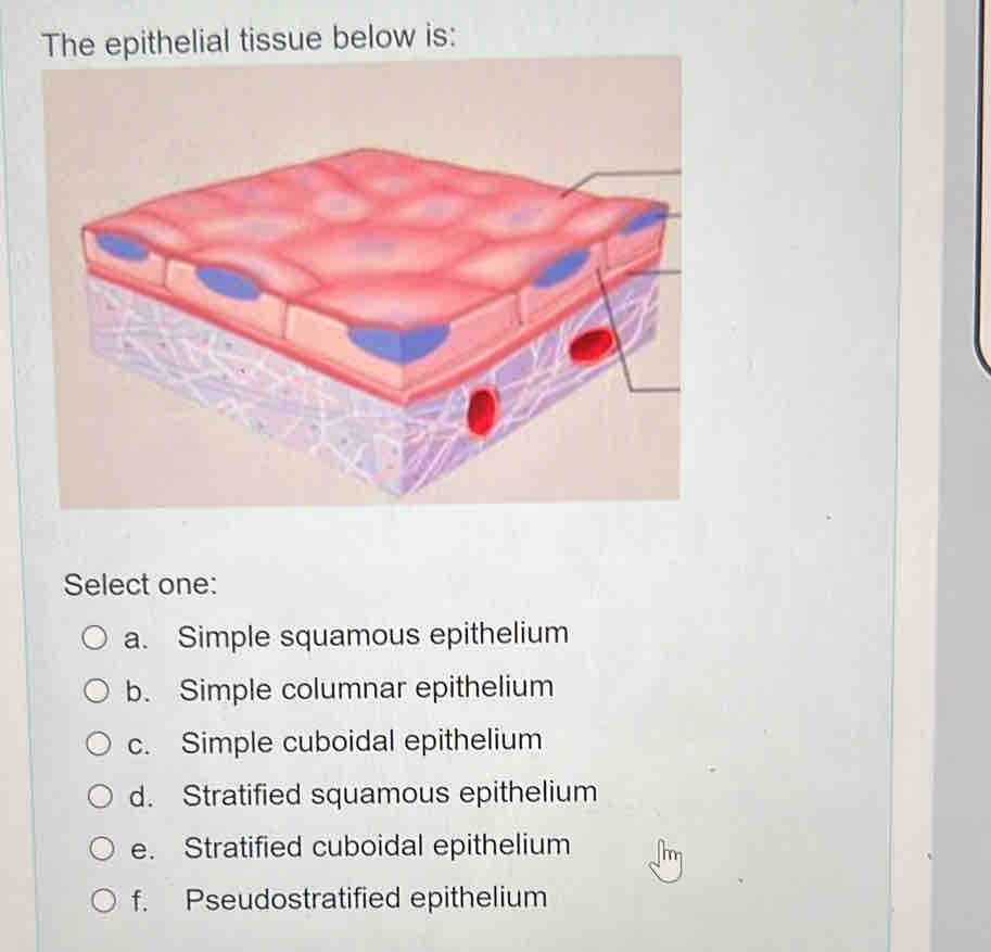 The epithelial tissue below is:
Select one:
a. Simple squamous epithelium
b. Simple columnar epithelium
c. Simple cuboidal epithelium
d. Stratified squamous epithelium
e. Stratified cuboidal epithelium
f. Pseudostratified epithelium