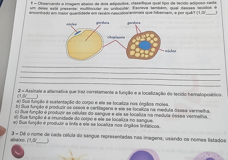 Observando a imagem abaixo de dois adipócitos, classifique qual tipo de tecido adiposo cada
um deles está presente: multilocular ou unilocular. Escreva também, qual desses tecidos é
encontrado em maior quantidade em recém-nascidos/animais que hibernam, e por quê? (1,0/ _ )
_
_
_
_
2 - Assinale a alternativa que traz corretamente a função e a localização do tecido hematopoiético.
(1,0/ _ )
a) Sua função é sustentação do corpo e ele se localiza nos órgãos moles.
b) Sua função é produzir os ossos e cartilagens e ele se localiza na medula óssea vermelha.
c) Sua função é produzir as células do sangue e ele se localiza na medula óssea vermelha.
d) Sua função é a imunidade do corpo e ele se localiza no sangue.
e) Sua função é produzir a linfa e ele se localiza nos órgãos linfáticos.
3 - Dê o nome de cada célula do sangue representadas nas imagens, usando os nomes listados
abaixo. (1,0/_  _ )