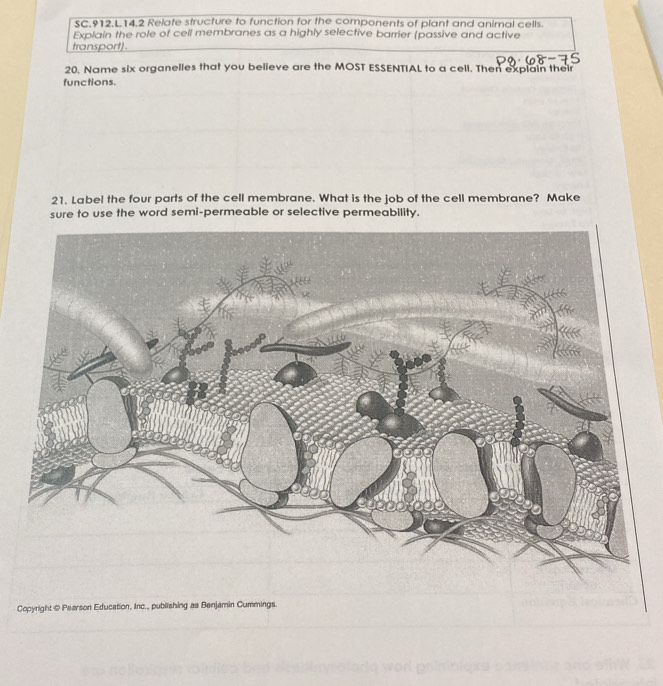 SC.912.L.14.2 Relate structure to function for the components of plant and animal cells. 
Explain the role of cell membranes as a highly selective barrier (passive and active 
transport). 
20. Name six organelles that you believe are the MOST ESSENTIAL to a cell. Then explain their 
functions. 
21. Label the four parts of the cell membrane. What is the job of the cell membrane? Make 
sure to use the word semi-permeable or selective permeability. 
Copyright @ Pearson Education, Inc., publishing as Benjamin Cummings.