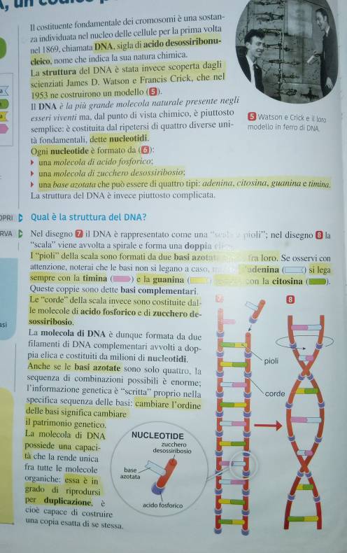 Il costituente fondamentale dei cromosomi è una sostan-
za individuata nel nucleo delle cellule per la prima volta
nel 1869, chiamata DNA, sigla di acido desossiribonu-
cleico, nome che indica la sua natura chimica.
La struttura del DNA è stata invece scoperta dagli
scienziati James D. Watson e Francis Crick, che nel
1953 ne costruirono un modello (❺).
Il DNA è la più grande molecola naturale presente ne
esseri viventi ma, dal punto di vista chimico, è piuttosto
5 Watson e Crick e il loro
semplice: è costituita dal ripetersi di quattro diverse uni- modello in ferro di DNA
tà fondamentali, dette nucleotidi.
Ogni nucleotide è formato da (▲):
una molecola di acido fosforico:
una molecola di zucchero desossiribosio;
una base azotata che può essere di quattro tipi: adenina, citosina, guanina e timina.
La struttura del DNA è invece piuttosto complicata.
PRI Qual è la struttura del DNA?
RVA Nel disegno 7 il DNA è rappresentato come una ''scals a pioli''; nel disegno 8 la
“scala” viene avvolta a spirale e forma una doppia
I “pioli” della scala sono formati da due basi azot ra loro. Se osservi con
attenzione, noterai che le basi non si legano a caso. denina (
sempre con la timina ( ) c la guanina ( con la citosina ) si lega
  
Queste coppie sono dette basi complementari
Le “corde” della scala invece sono costituite dal-
le molecole di acido fosforico e di zucchero de-
sossiribosio.
así La molecola di DNA è dunque formata da due
filamenti di DNA complementari avvolti a dop-
pia elica e costituiti da milioni di nucleotidi.
Anche se le basi azotate sono solo quattro, la
sequenza di combinazioni possibili è enorme;
linformazione genetica è “scritta” proprio nella
specifica sequenza delle basi: cambiare l’ordine
delle basi significa cambiare
il patrimonio genetico.
La molecola di DNA NUCLEOTIDE
possiede una capaci- desossinbosio zucchero
tà che la rende unica
fra tutte le molecole base
organiche: essa è in azotata
grado di riprodursi
per duplicazione, è acido fosforico
cioè capace di costruire
una copia esatta di se stessa.