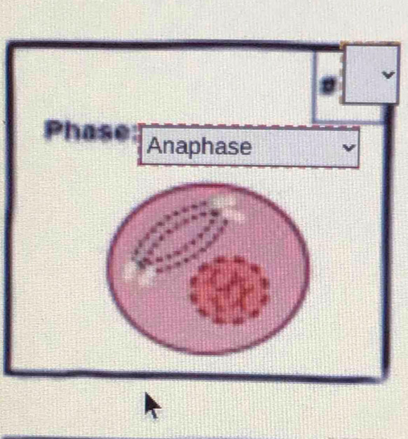 Phase Anaphase