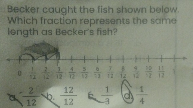 Becker caught the fish shown below.
Which fraction represents the same
length as Becker's fish?
a  2/12  b.  12/12   1/-3  d  1/4 