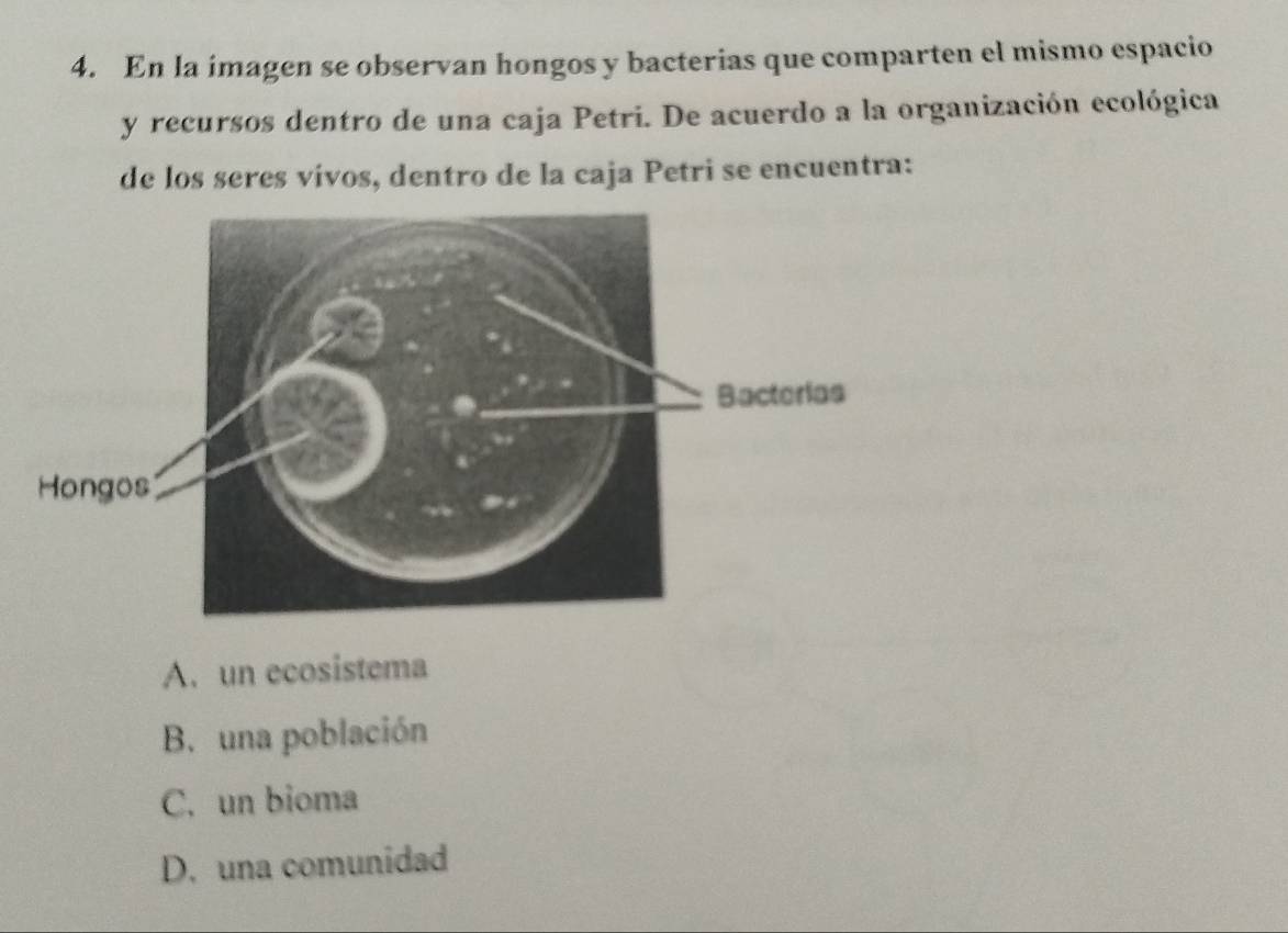 En la imagen se observan hongos y bacterias que comparten el mismo espacio
y recursos dentro de una caja Petri. De acuerdo a la organización ecológica
de los seres vivos, dentro de la caja Petri se encuentra:
A. un ecosistema
B. una población
C. un bioma
D. una comunidad