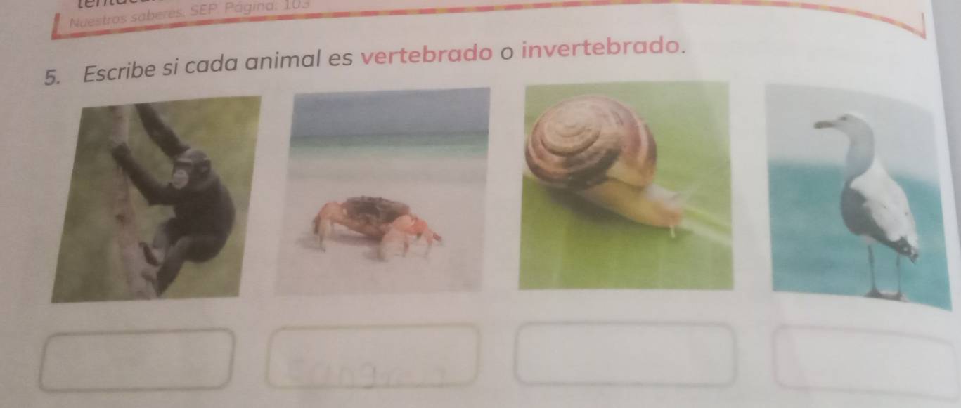 Nuestros saberes. SEP. Página: 103 
5. Escribe si cada animal es vertebrado o invertebrado.