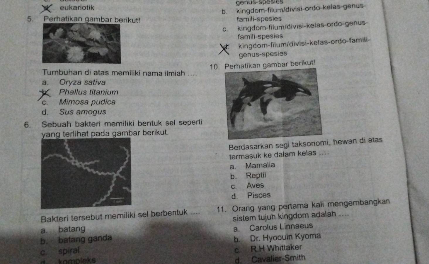 eukariotik genus-spesies
b. kingdom-filum/divisi-ordo-kelas-genus-
5. Perhatikan gambar berikut! famill-spesies
c. kingdom-filum/divisi-kelas-ordo-genus-
famili-spesies
kingdom-filum/divisi-kelas-ordo-famili-
genus-spesies
10Perhatikan gambar berikut!
Tumbuhan di atas memiliki nama ilmiah ....
a. Oryza sativa
Phallus titanium
c. Mimosa pudica
d. Sus amogus
6. Sebuah bakteri memiliki bentuk sel seperti
yang terlihat pada gambar berikut.
Berdasarkan segi taksonomi, hewan di atas
termasuk ke dalam kelas ....
a. Mamalia
b. Reptil
c. Aves
d. Pisces
Bakteri tersebut memiliki sel berbentuk .... 11. Orang yang pertama kali mengembangkan
a batang sistem tujuh kingdom adalah ....
a. Carolus Linnaeus
b. batang ganda b. Dr. Hyoouin Kyoma
c. spiral
c R.H Whittaker
d kompleks
d. Cavalier-Smith