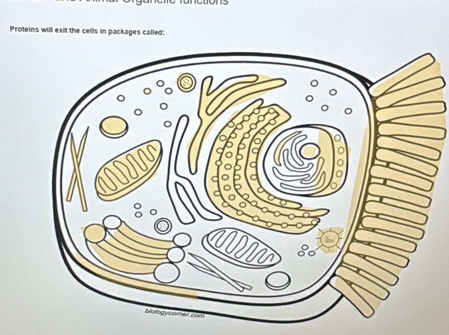 Proteins will exit the cells in packages called: