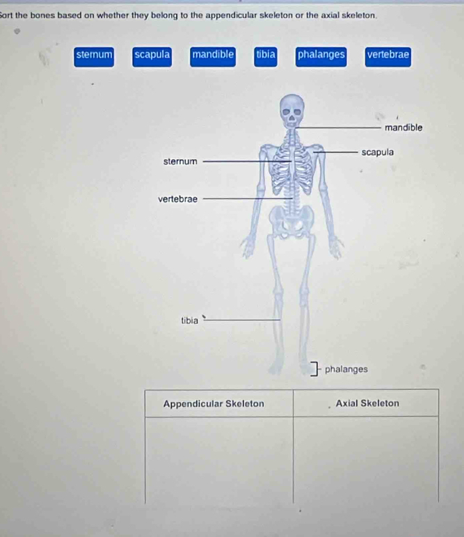 ort the bones based on whether they belong to the appendicular skeleton or the axial skeleton.
sternum scapula mandible tibia phalanges vertebrae
Appendicular Skeleton Axial Skeleton