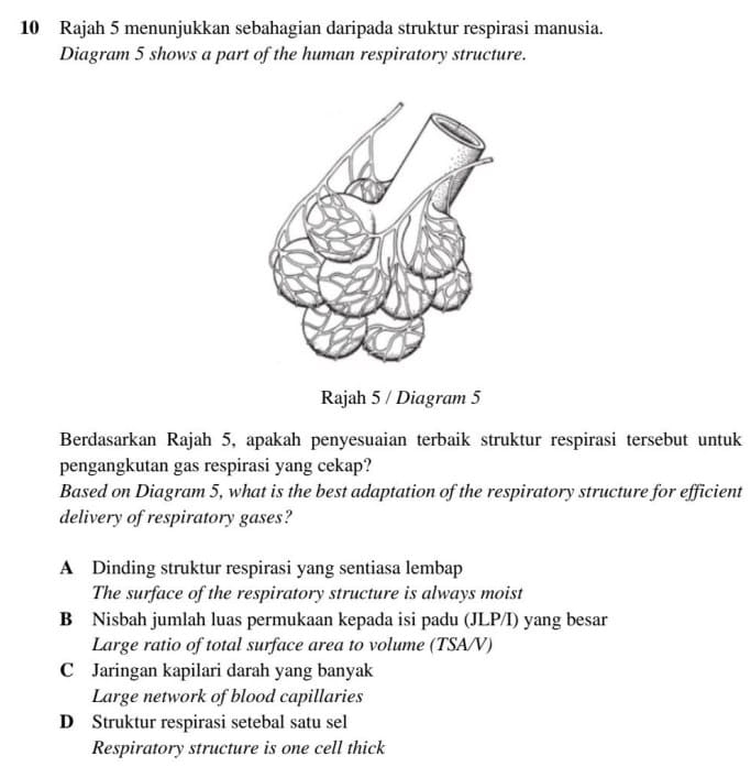 Rajah 5 menunjukkan sebahagian daripada struktur respirasi manusia.
Diagram 5 shows a part of the human respiratory structure.
Rajah 5 / Diagram 5
Berdasarkan Rajah 5, apakah penyesuaian terbaik struktur respirasi tersebut untuk
pengangkutan gas respirasi yang cekap?
Based on Diagram 5, what is the best adaptation of the respiratory structure for efficient
delivery of respiratory gases?
A Dinding struktur respirasi yang sentiasa lembap
The surface of the respiratory structure is always moist
B Nisbah jumlah luas permukaan kepada isi padu (JLP/I) yang besar
Large ratio of total surface area to volume (TSA/V)
C Jaringan kapilari darah yang banyak
Large network of blood capillaries
D Struktur respirasi setebal satu sel
Respiratory structure is one cell thick