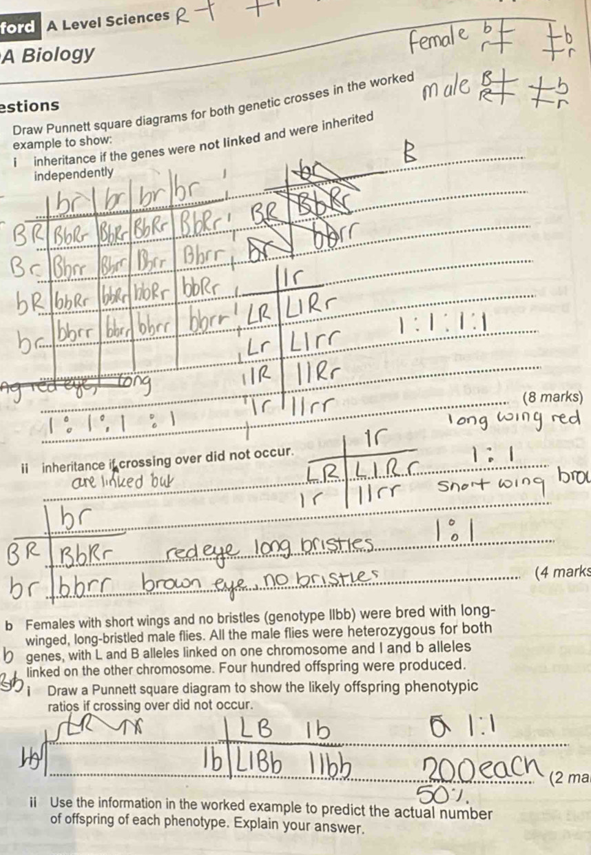 ford A Level Sciences 
A Biology 
Draw Punnett square diagrams for both genetic crosses in the worked 
estions 
i inheritance if the genes were not linked and were inherited 
example to show: 
independently 
(8 marks) 
ii inheritance if crossing over did not occur. 
(4 marks 
b Females with short wings and no bristles (genotype Ilbb) were bred with long- 
winged, long-bristled male flies. All the male flies were heterozygous for both 
genes, with L and B alleles linked on one chromosome and I and b alleles 
linked on the other chromosome. Four hundred offspring were produced. 
Draw a Punnett square diagram to show the likely offspring phenotypic 
ratios if crossing over did not occur. 
(2 m 
ii Use the information in the worked example to predict the actual number 
of offspring of each phenotype. Explain your answer.