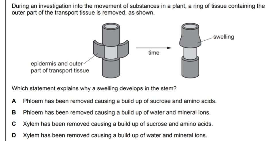 During an investigation into the movement of substances in a plant, a ring of tissue containing the
outer part of the transport tissue is removed, as shown.
Which statement explains why a swelling develops in the stem?
A Phloem has been removed causing a build up of sucrose and amino acids.
B Phloem has been removed causing a build up of water and mineral ions.
C Xylem has been removed causing a build up of sucrose and amino acids.
D Xylem has been removed causing a build up of water and mineral ions.